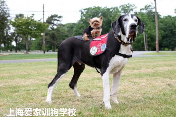 宠物训练.jpg 宠物训练.jpg