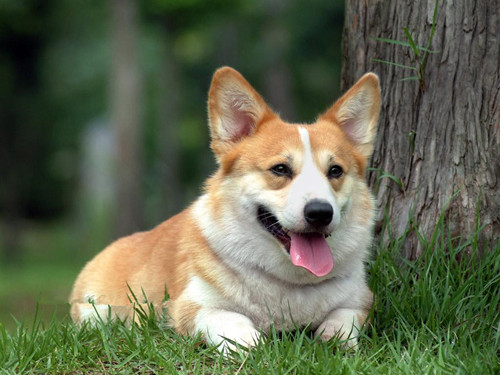 训练柯基犬,专业狗狗培训.jpg 训练柯基犬,专业狗狗培训.jpg