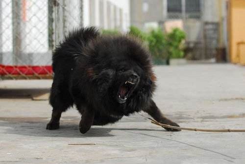 训练藏獒犬，专业训练藏獒犬.jpg