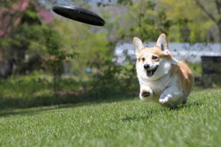 训狗学校，柯基犬训练.jpg