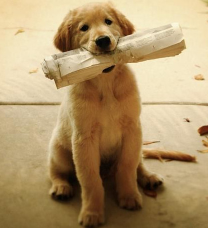 训犬学校.jpg 训犬学校.jpg