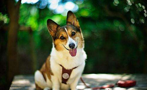 培训柯基犬,宠物学校.jpg 培训柯基犬,宠物学校.jpg