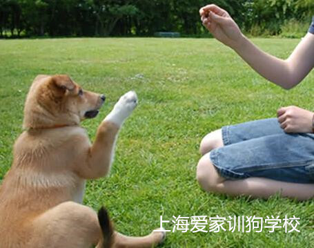 小狗训练,训练狗狗,.jpg 小狗训练,训练狗狗,.jpg