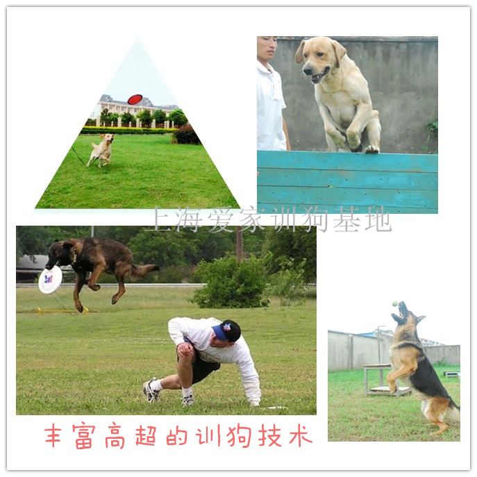 狗狗训练照.jpg 狗狗训练照.jpg