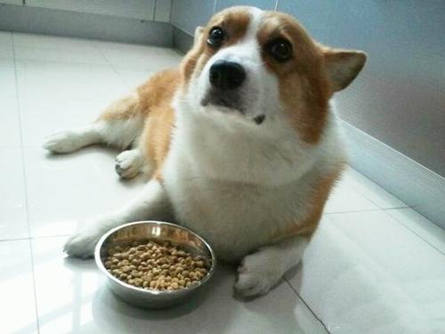 狗狗挑食.jpg