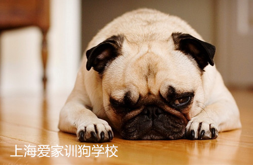 胆小的巴哥，训狗，巴哥胆小.jpg