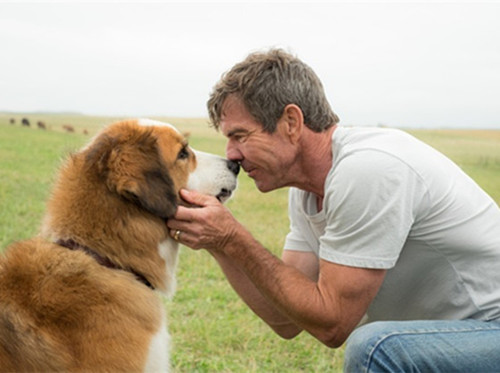 狗狗培训，狗狗训练中心，训狗，训犬.jpg