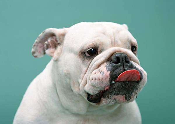 英国斗牛训练，训练英斗犬.jpg