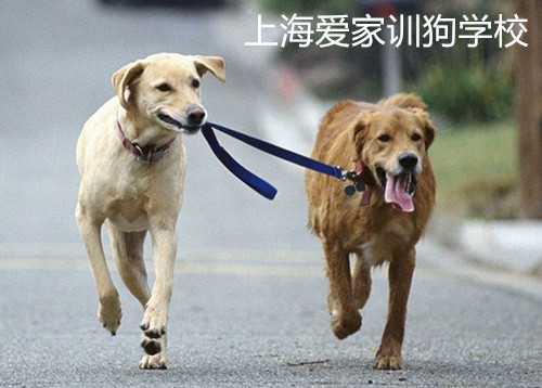 宠物学校，上海宠物学校，上海爱家宠物学校.jpg