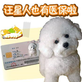 狗狗医保.jpg