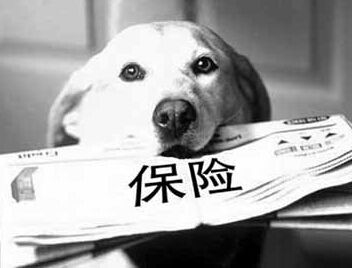 狗狗保险报销.jpg