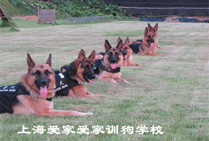 德国牧羊犬培训 的.jpg