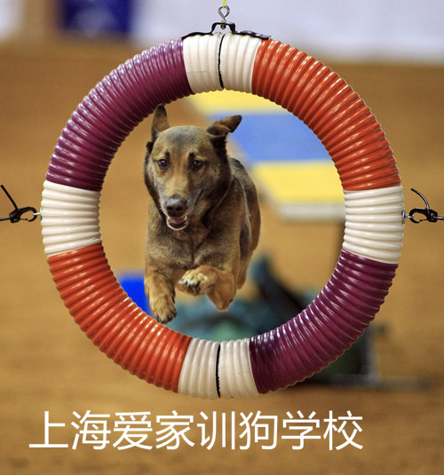 马犬训练，训练马犬，上海训犬学校.jpg