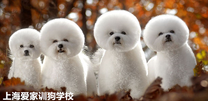 比熊犬.jpg