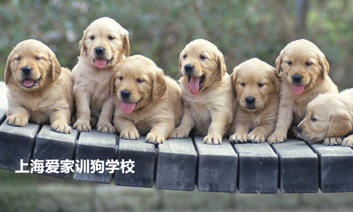 金毛犬训练.jpg
