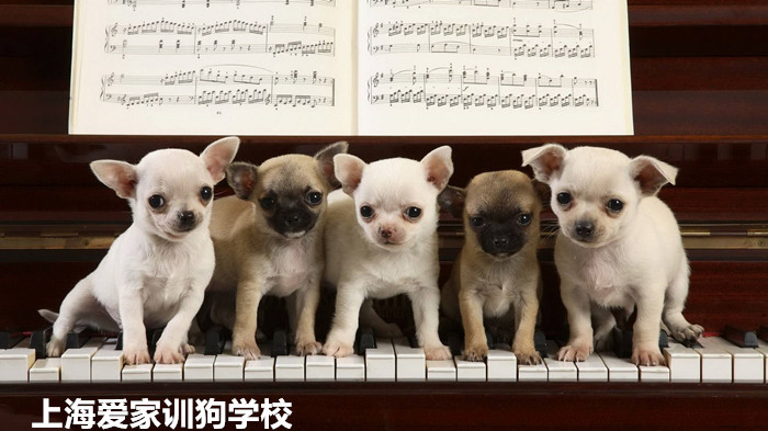吉娃娃犬训练.jpg