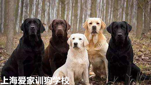 拉不拉多犬训练.jpg