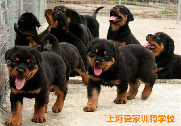 罗威纳犬训练.jpg