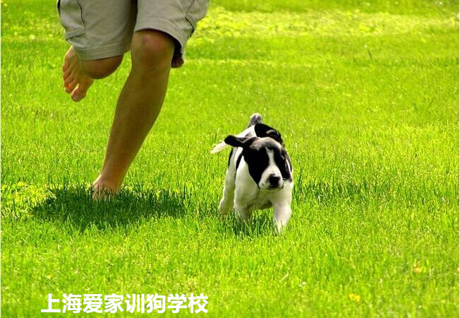 忠诚的狗.jpg