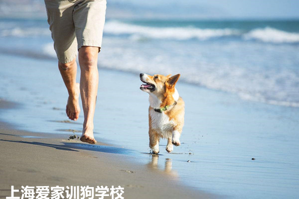 忠诚的训练好的狗.jpg