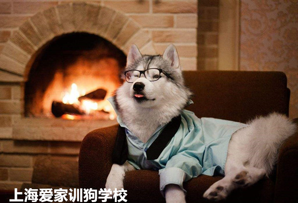 专业训练好的狗狗.jpg