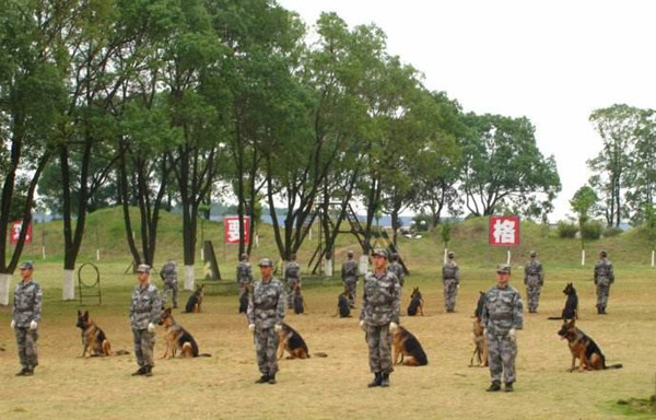 上海爱家训狗基地.jpg