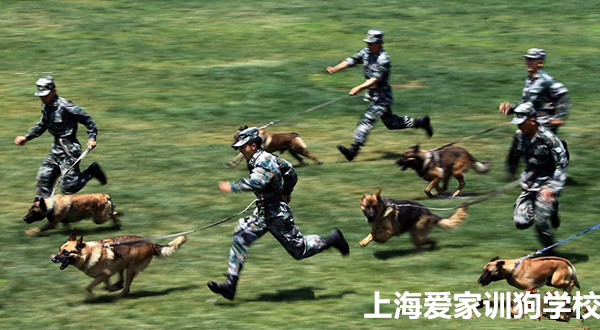 上海爱家宠物学校.jpg