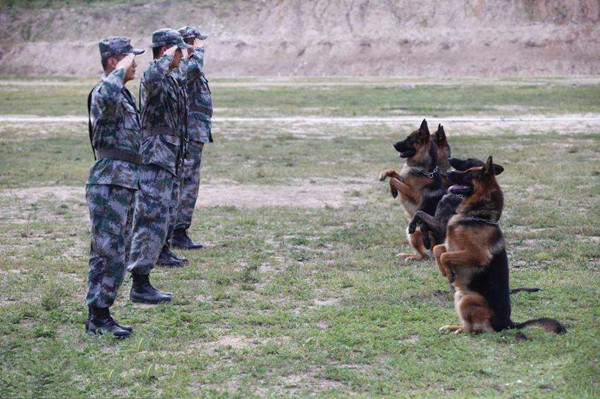 爱家训犬师.jpg