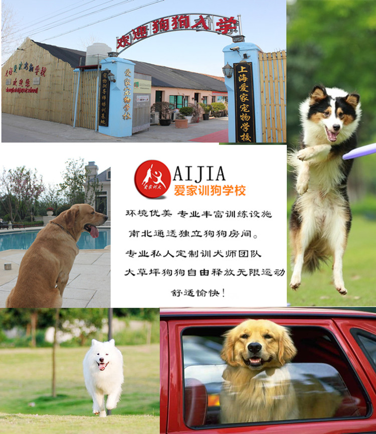 爱家训狗学校，狗狗培训基地训犬.jpg