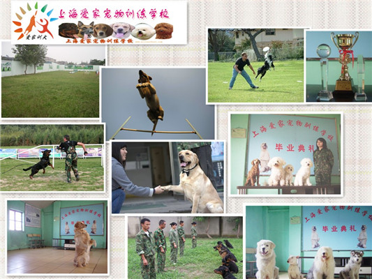 狗狗培训学校.jpg