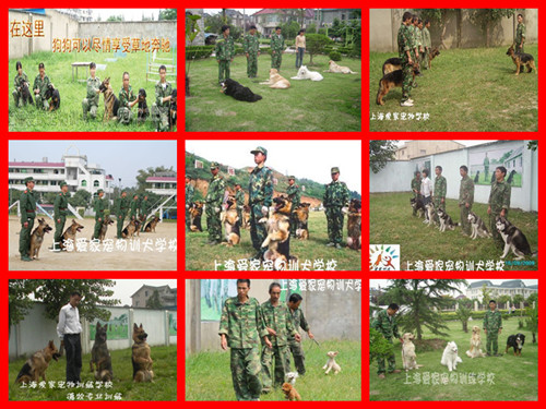 宠物学校狗狗培训.jpg
