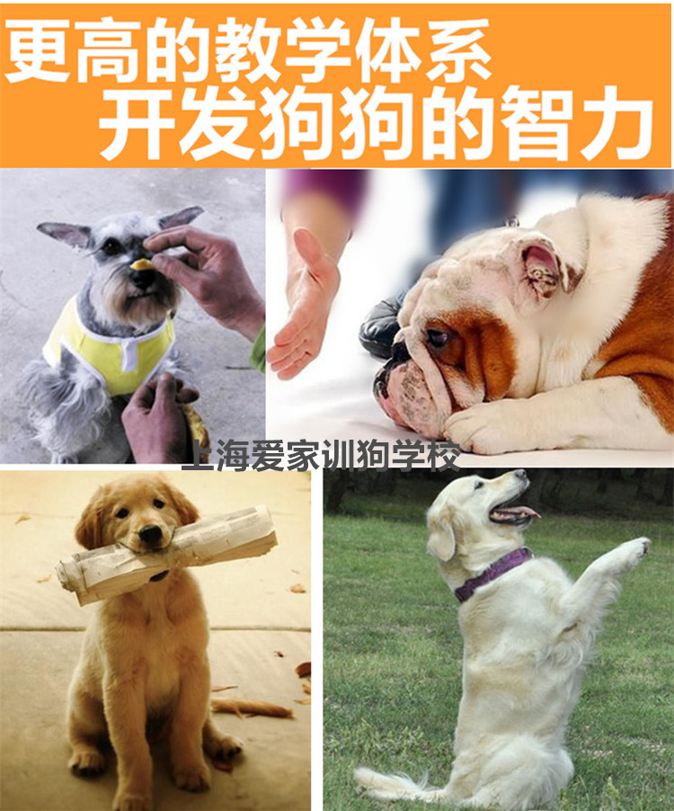 爱家训狗学校，训犬.jpg