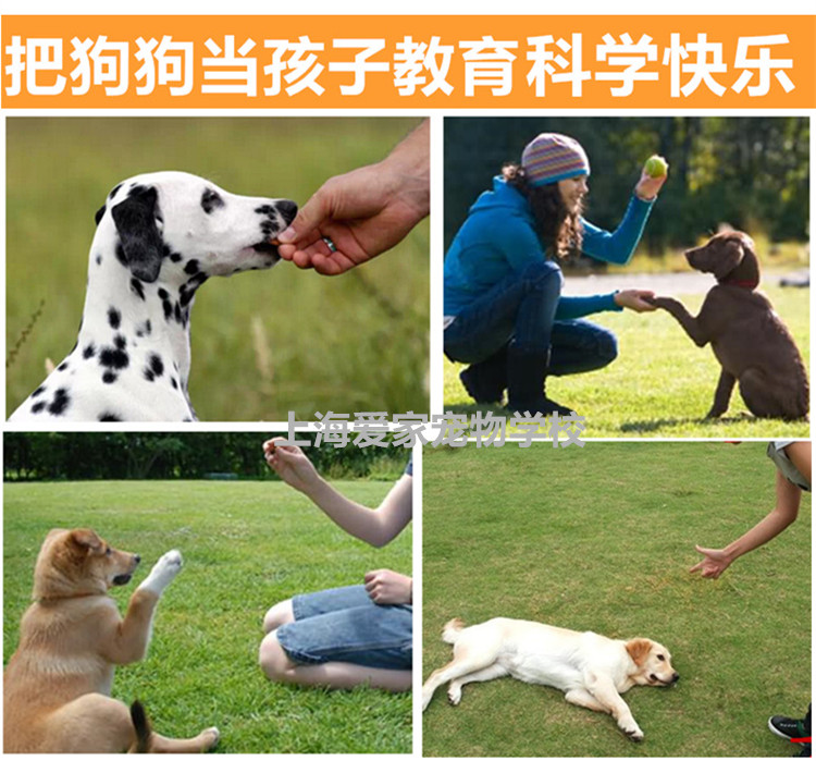 爱家训狗学校，狗狗培训基地.jpg