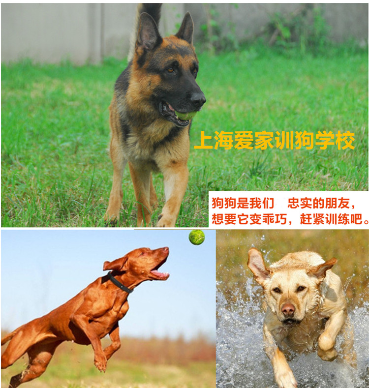 爱家狗狗训练，训狗基地，爱家训狗.jpg