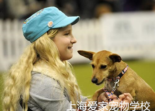 训犬，训犬学校，上海训犬学校.jpg