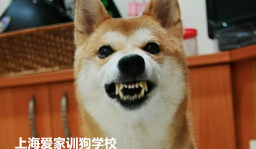 狗狗对人凶.jpg