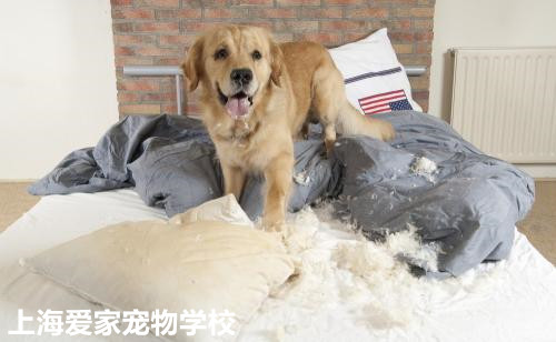 狗狗在家搞破坏.jpg