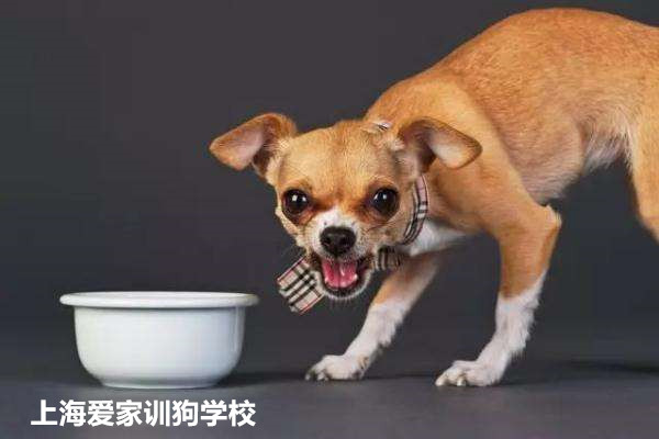 狗狗护食纠正.jpg