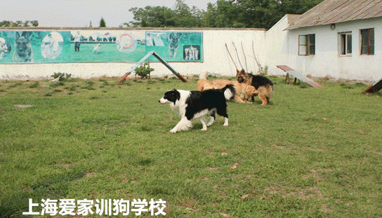爱家训狗基地.jpg