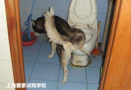 狗狗厕所训练.jpg