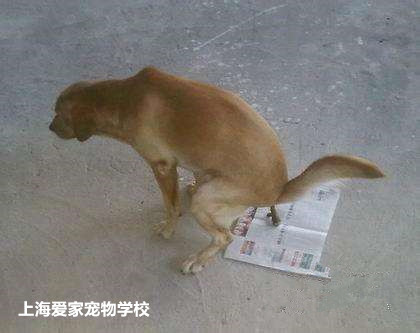 狗上厕所训练.jpg