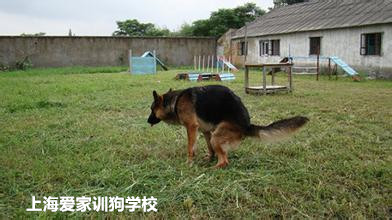 狗狗大小便训练.jpg