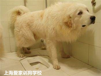 狗狗自己会上厕所.jpg