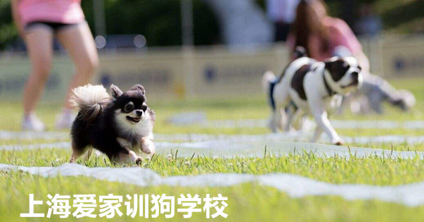 训狗比赛.jpg
