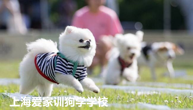 狗活动.jpg