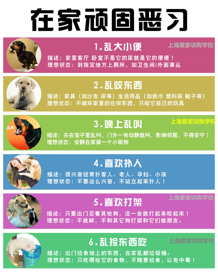 狗狗课程内容.jpg
